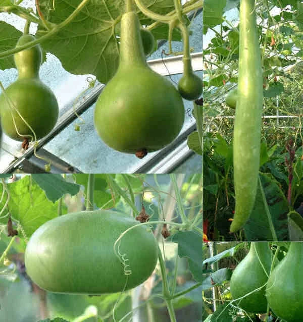 Large Mixed Gourd Seeds for Planting – Ornamental & Culinary Cucurbita pepo, Vining, Full Sun, Easy Grow