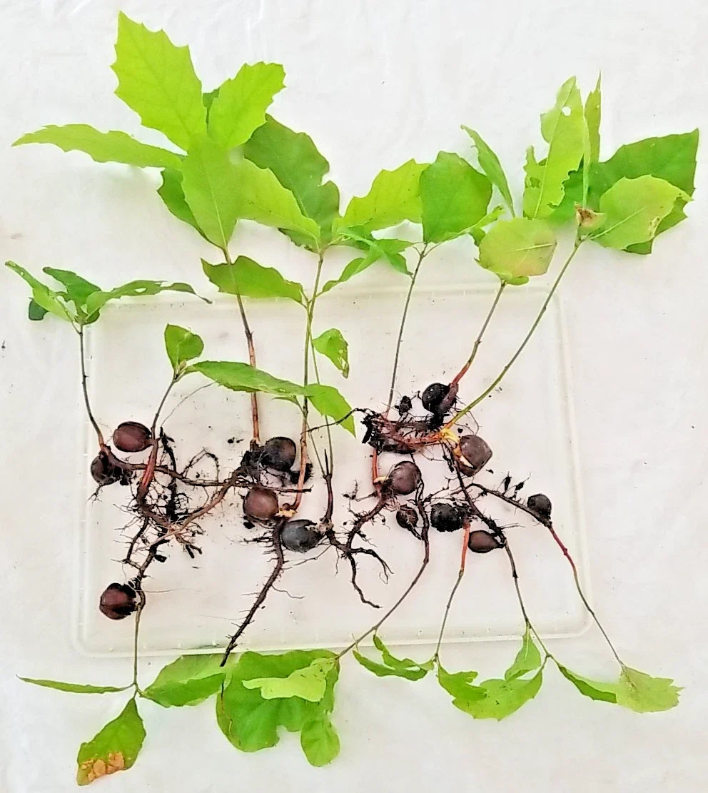 Oak Tree Sapling 6-12 Inches Assorted Variety with Roots & Acorn | Quercus spp. | New England