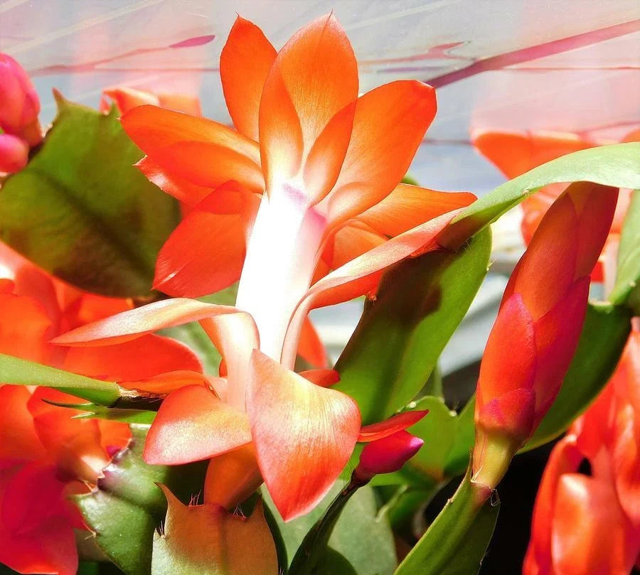 Orange Christmas Cactus Stem Cuttings - Ready to Root, 3 Segments, Schlumbergera spp. Indoor Outdoor Propagation