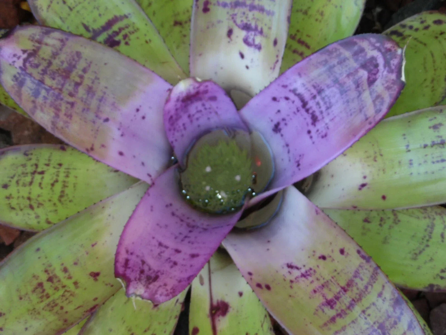 Neoregelia CONCENTRICA Bromeliad Plant - Large Tropical Indoor Houseplant with Colorful Foliage