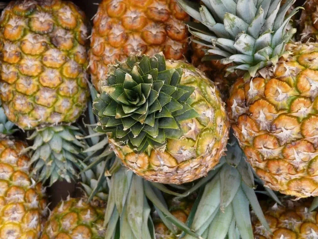 Monte Oscuro Pineapple Seeds - Ananas comosus - 15+ Seeds for Home Garden, Container Growing, Tropical Fruit Plant