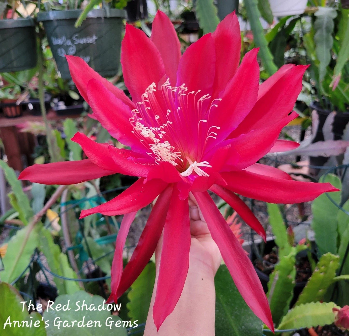 Epiphyllum The Red Shadow Unrooted Cuttings - Tropical Cactus Variety, 8-10 Inches, Bright Red Blooms, Climbing or Trailing Plant