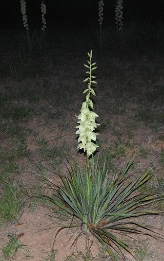 Yucca Bare Root Plant - Adams Needle Hardy Succulent - 15 Inch Yucca filamentosa Starter Plant