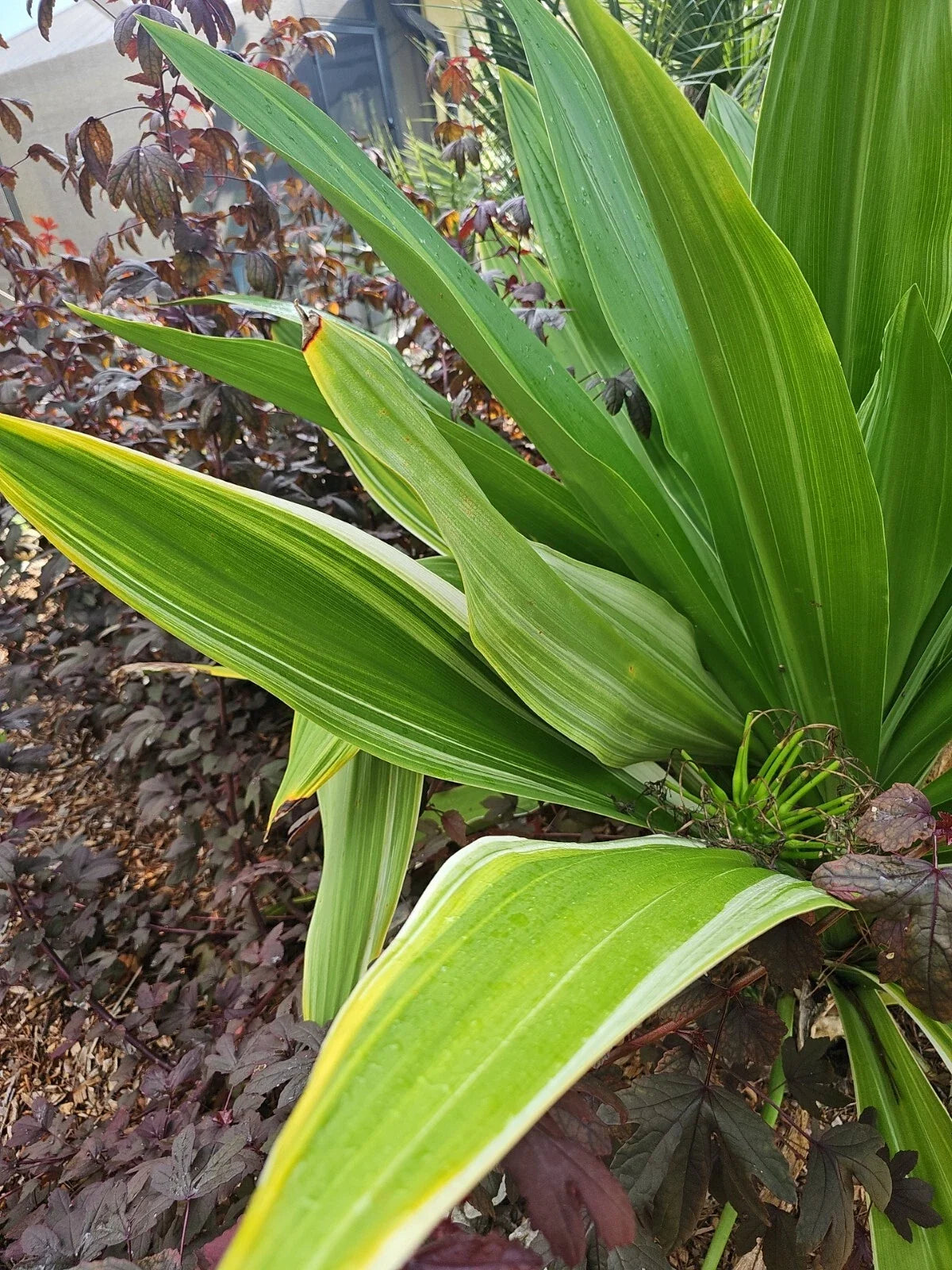 Crinum Lily Bulbs 10 Pack - Giant White Spider Lily Variegated Foliage - Crinum asiaticum