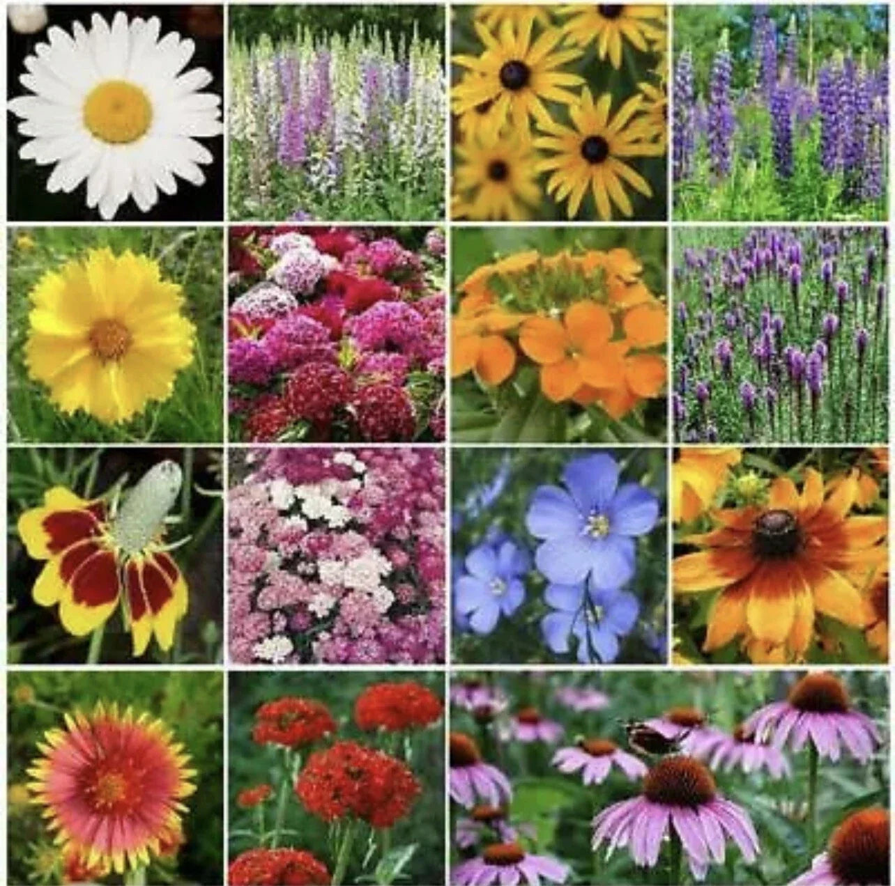 All Perennial Flower Seed Mix – 15 Species for Butterflies & Bees – Non-GMO, Heirloom, 500 Seeds