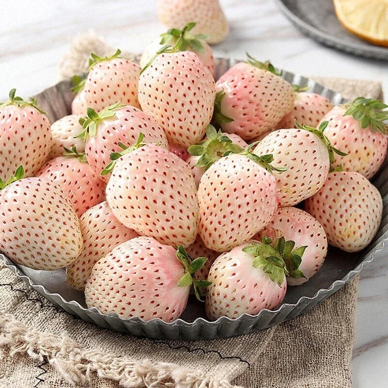 White Strawberry Seeds - 100+ Pineberry Hula Berry Alpine Berry for Container Garden - Fragaria × ananassa