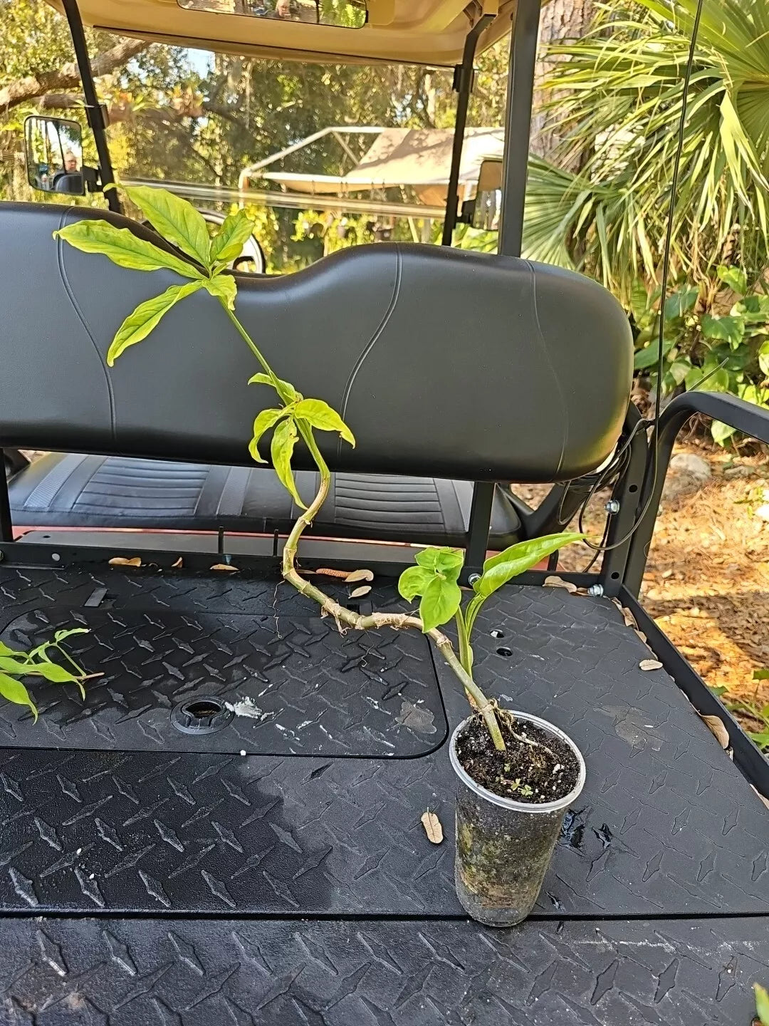 Syngonium Angustatum Little Star Live Plant 3.5" - Indoor Air Purifying Houseplant