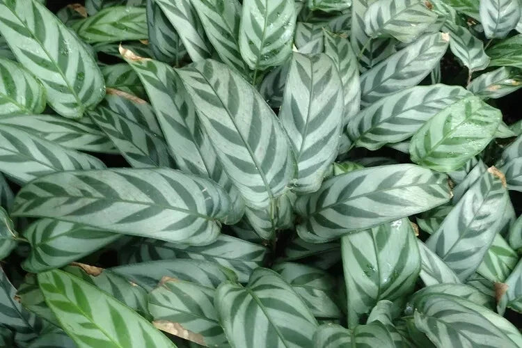Leopard Calathea Seeds - 25+ Pack for Indoor & Outdoor Gardening - Calathea insignis - Pet-Friendly, Easy to Grow