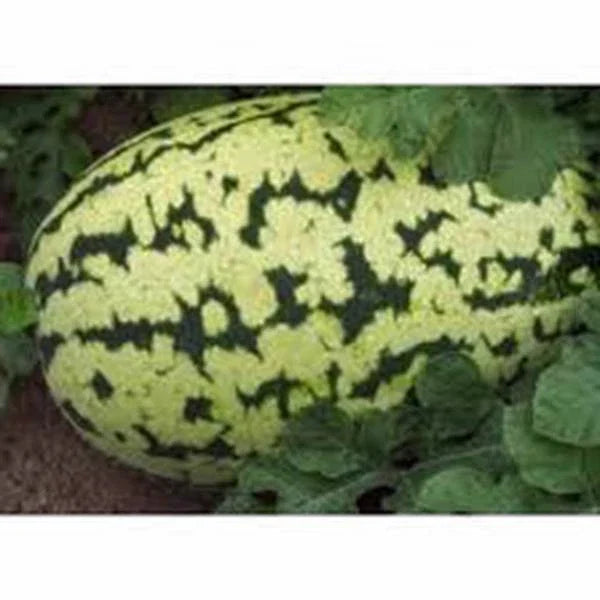 Watermelon Seeds 500 Count Klondike Striped Blue Ribbon Heirloom Citrullus lanatus