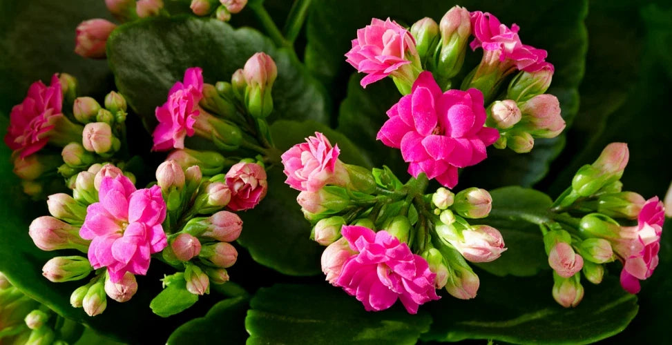 Pink Kalanchoe Live Plant - Succulent in 4-Inch Pot - Kalanchoe blossfeldiana - Bright Pink Flowers, Low Maintenance Indoor Plant