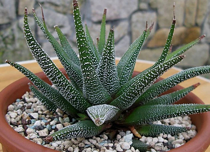 Large Potted Haworthia Attenuata var. Radula - 5" Mature Succulent Indoor Houseplant