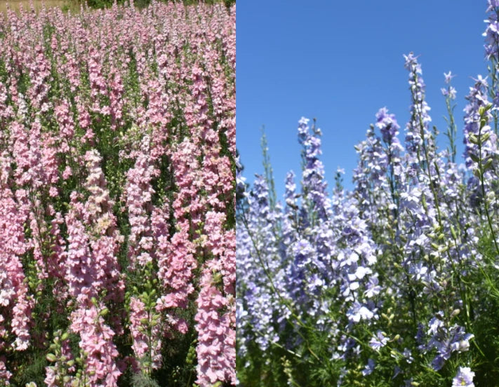 Rocket Larkspur Seeds - Pastel Mix Blue & Pink, Non-GMO, 500 Seeds, Delphinium for Pollinators
