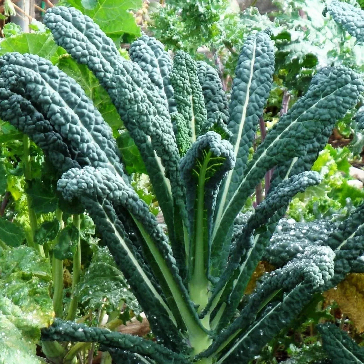 Lacinato Kale Seeds - Organic Italian Tuscan Brassica oleracea - Non-GMO, Pack of 100 Seeds for Home Garden, USA Grown