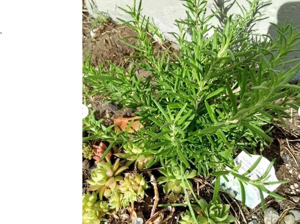 Organic Rosemary Cuttings - 5 Live Clippings for Rooting - Salvia Rosmarinus Herb Plant for Culinary & Gardening