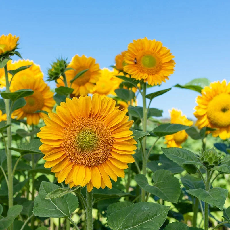 Sunflower Seeds - Pro Cut Gold Variety - Helianthus annuus - Non-GMO, Open-Pollinated, Large Yellow Flowers for Garden & Cut Flowers