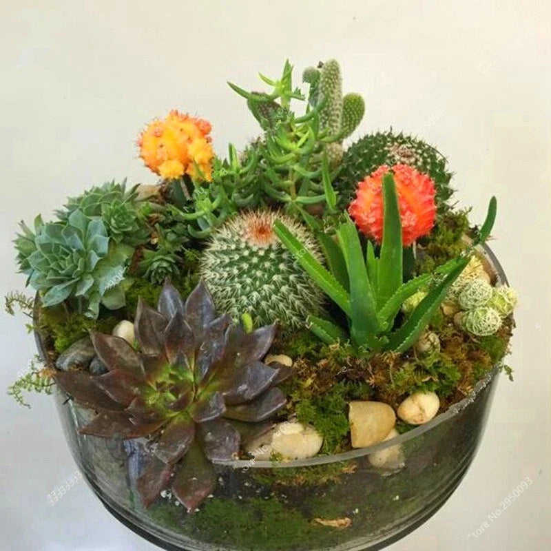 Mixed Rare Stone Cactus Seeds - 100 Pack, Exotic Succulent Varieties, Drought-Tolerant, Indoor & Outdoor Gardening, Cactaceae