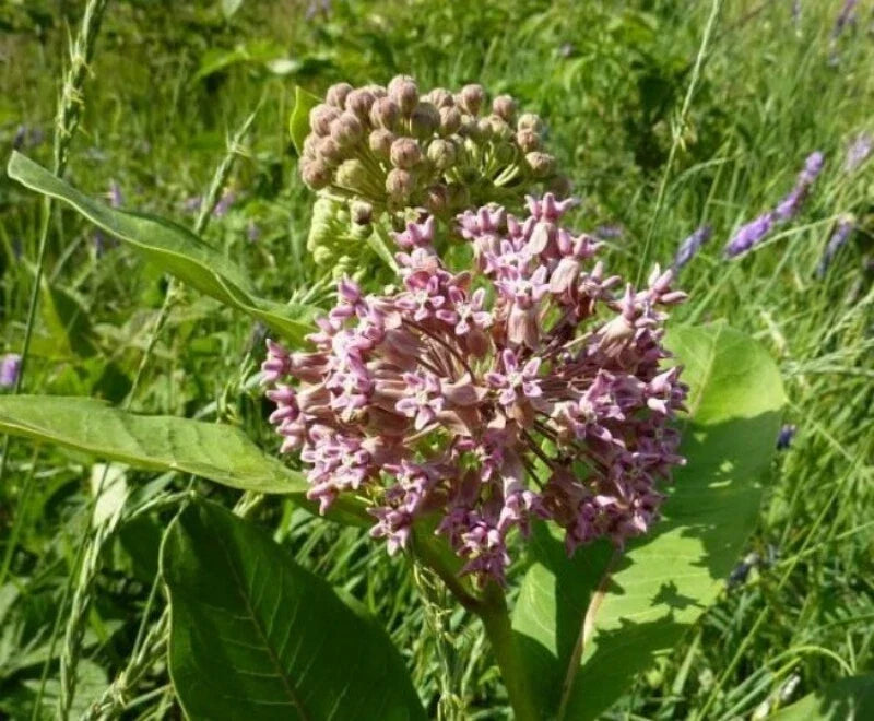 Common Milkweed Seeds 1 OZ - Asclepias syriaca Native Wildflower for Monarch Butterflies