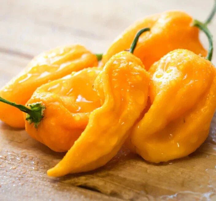 Fresh Sweet Yellow Habanero Pepper Seeds - 20 Premium Capsicum chinense Seeds