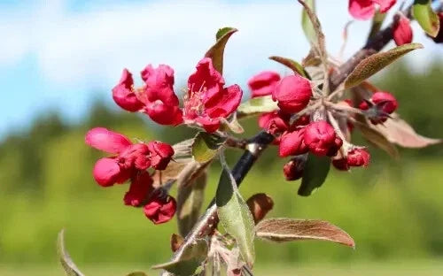 Crimson Cascade Crabapple Seeds – 25+ Premium Malus 'Crimson Cascade' for Garden Planting, Pink Flowers, Attractive Fruit