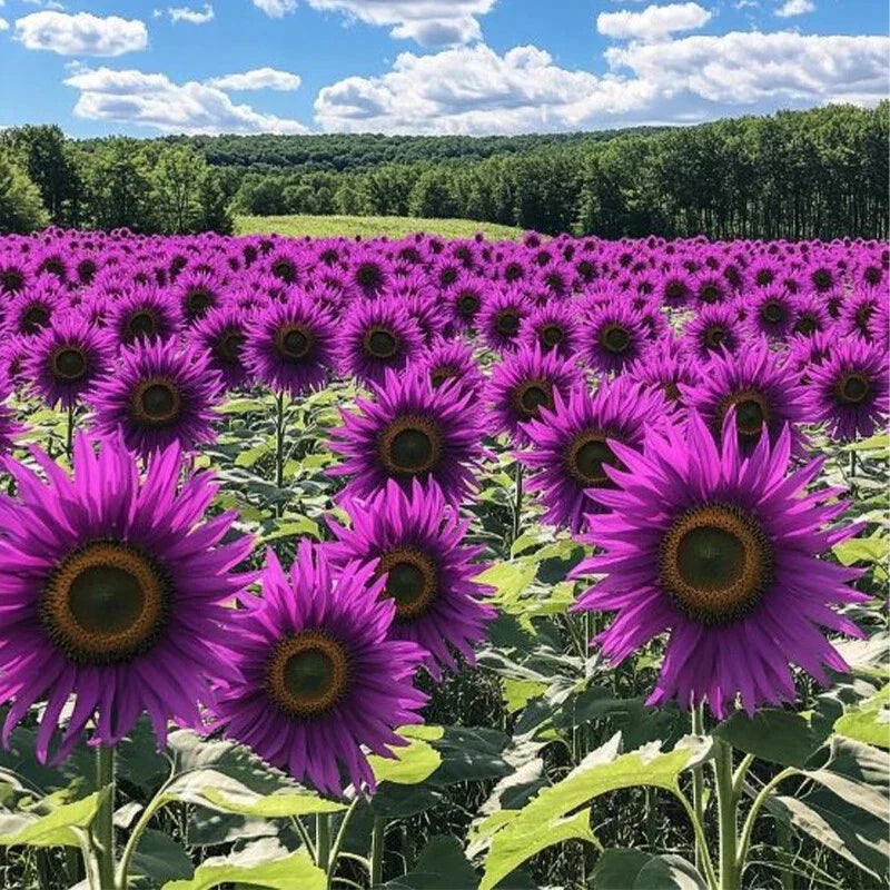 Violet Glow Purple Sunflower Seeds - Helianthus annuus, 50 Pack for Garden Beds & Pollinator Attraction