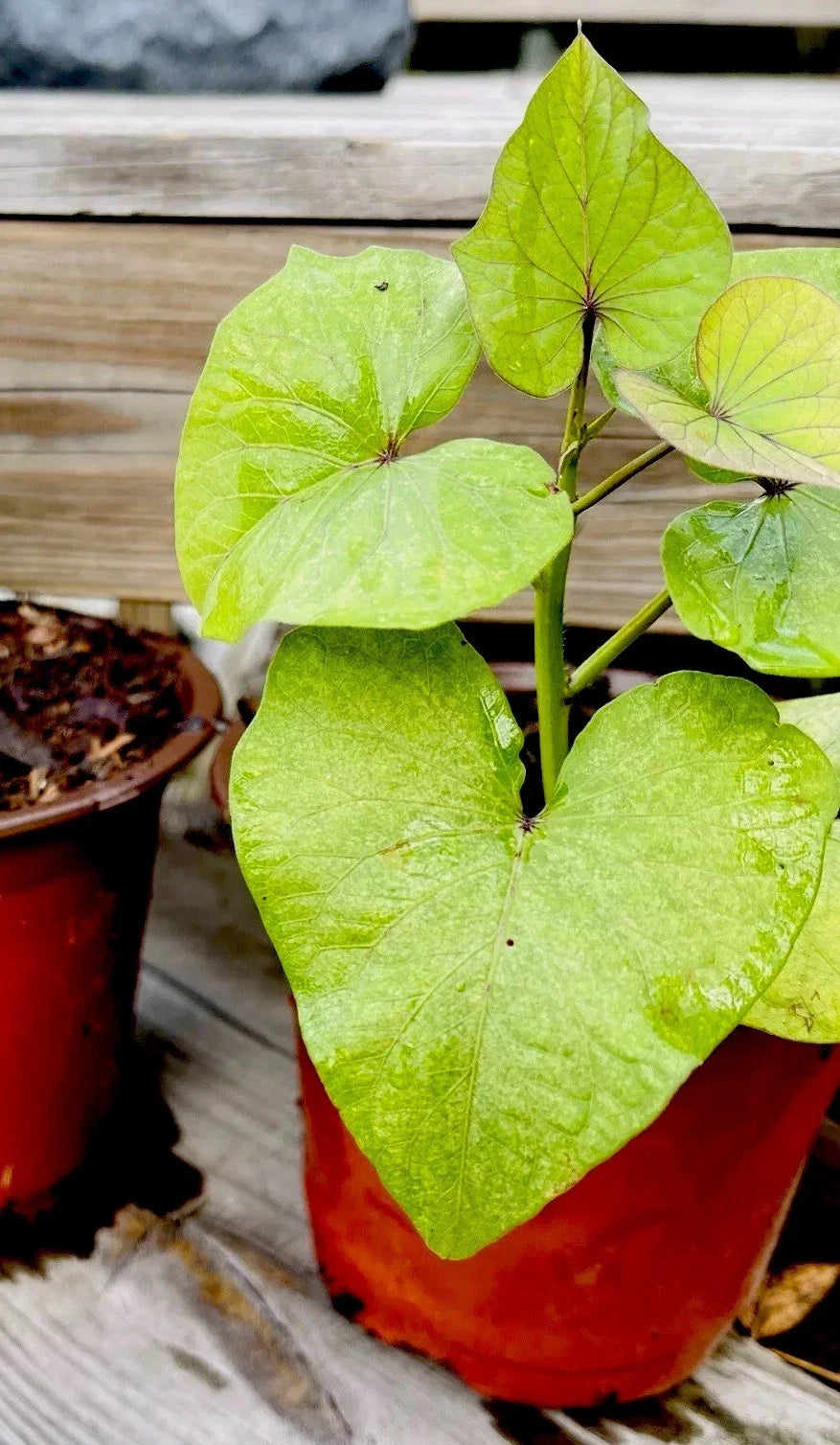 Okinawa Sweet Purple Potatoes - Full Rooted Plants, Ipomoea batatas, Ready to Plant, Vibrant Purple Skin & Flesh