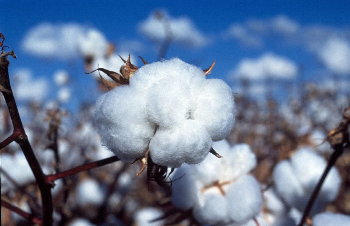 White Cotton Seeds – 100 Non-GMO Gossypium hirsutum for Home Gardens, Crafts & Education