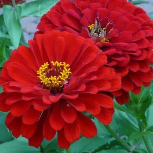 Will Rogers Zinnia Flower Seeds - 100+ Red Annual Garden Seeds (Zinnia elegans)