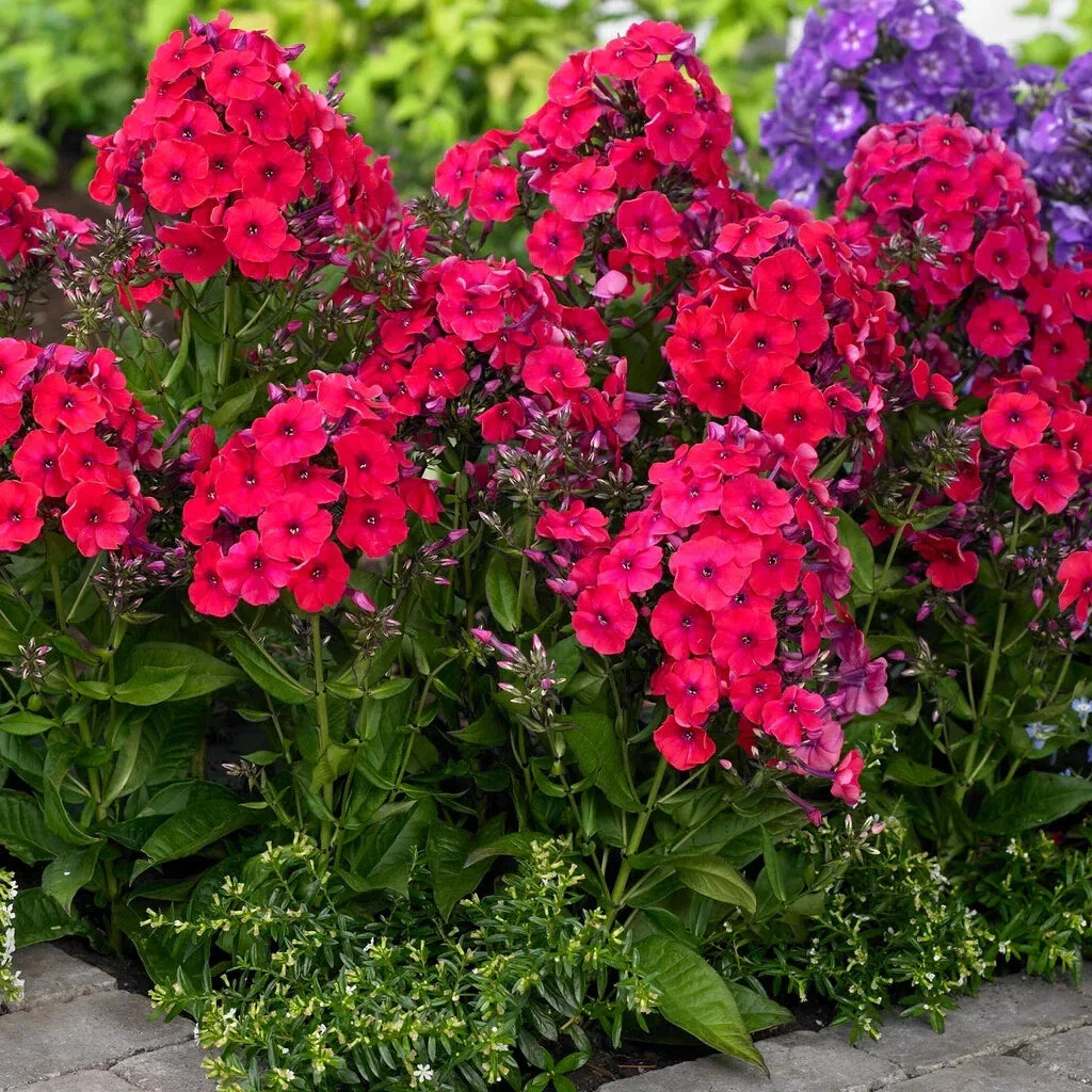 Red Riding Hood Phlox Seeds - 100+ Pack, Perennial Groundcover, Bright Red Flowers, Phlox subulata, USA Grown, Free Shipping