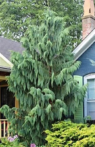 25 Weeping Cypress Pine Seeds - Hesperocyparis funebris - Drought-Resistant Evergreen Tree Seeds for Landscaping & Privacy