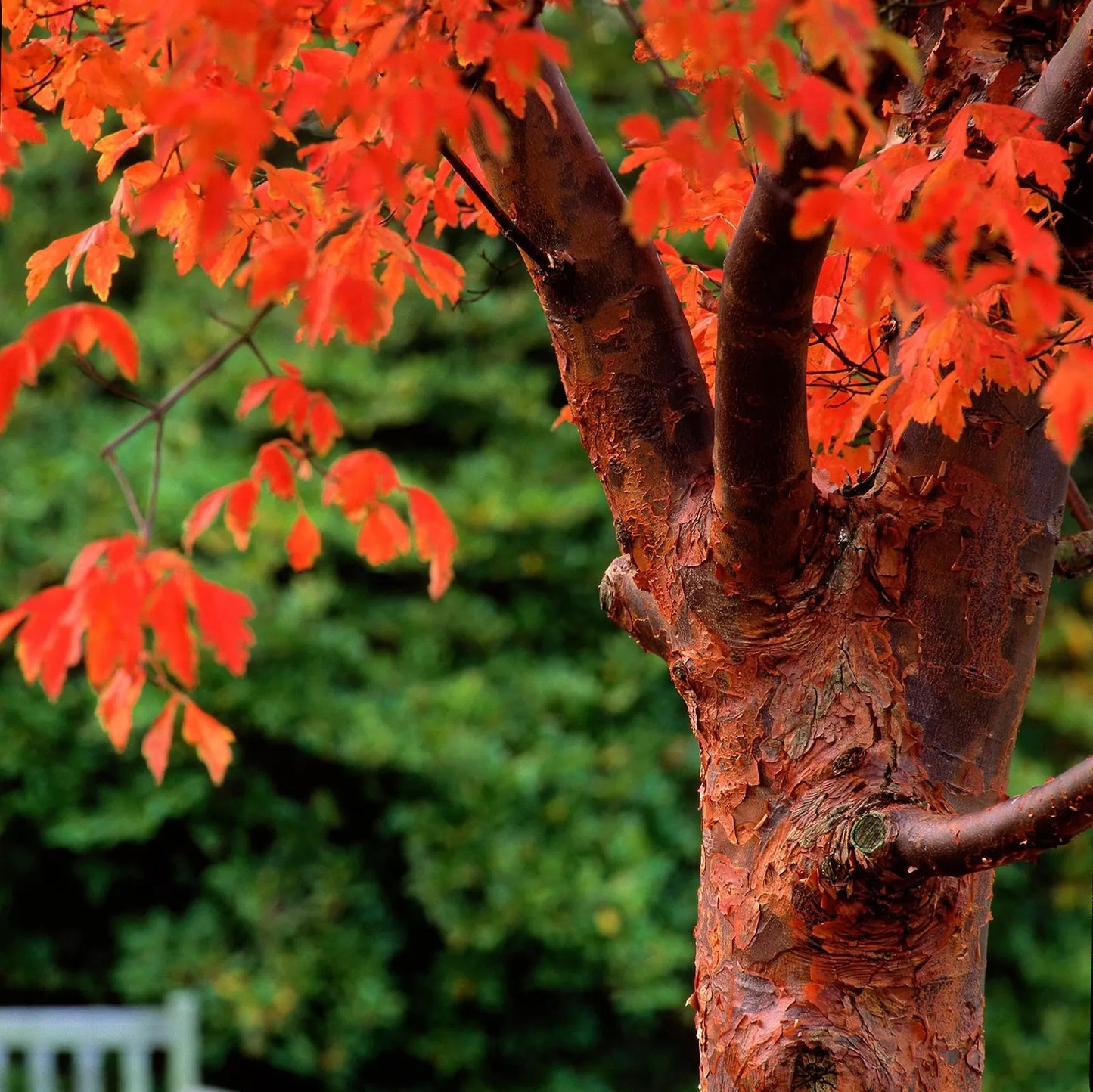 Paperbark Maple Tree Seeds - Acer griseum - Peeling Cinnamon Bark - Garden Planting Seeds