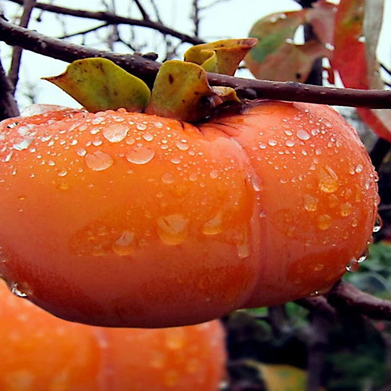 Japanese Persimmon Tree Seeds - 5 Pack | Diospyros Kaki Fruit Plant