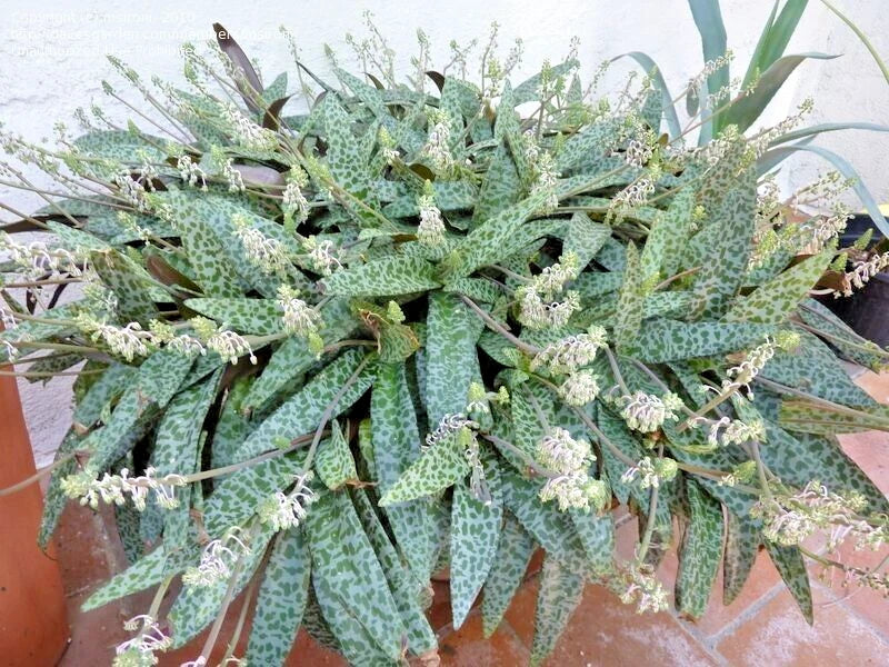Succulent Live Plant Bare Root Ledebouria socialis Silver Squill Variegated Indoor Houseplant