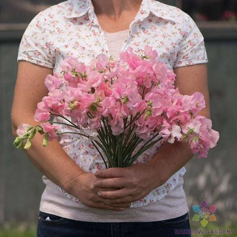 Sweet Pea Seeds - 50+ Pink Diana Lathyrus odoratus Garden Seeds for Climbing Vines & Pollinator Attraction