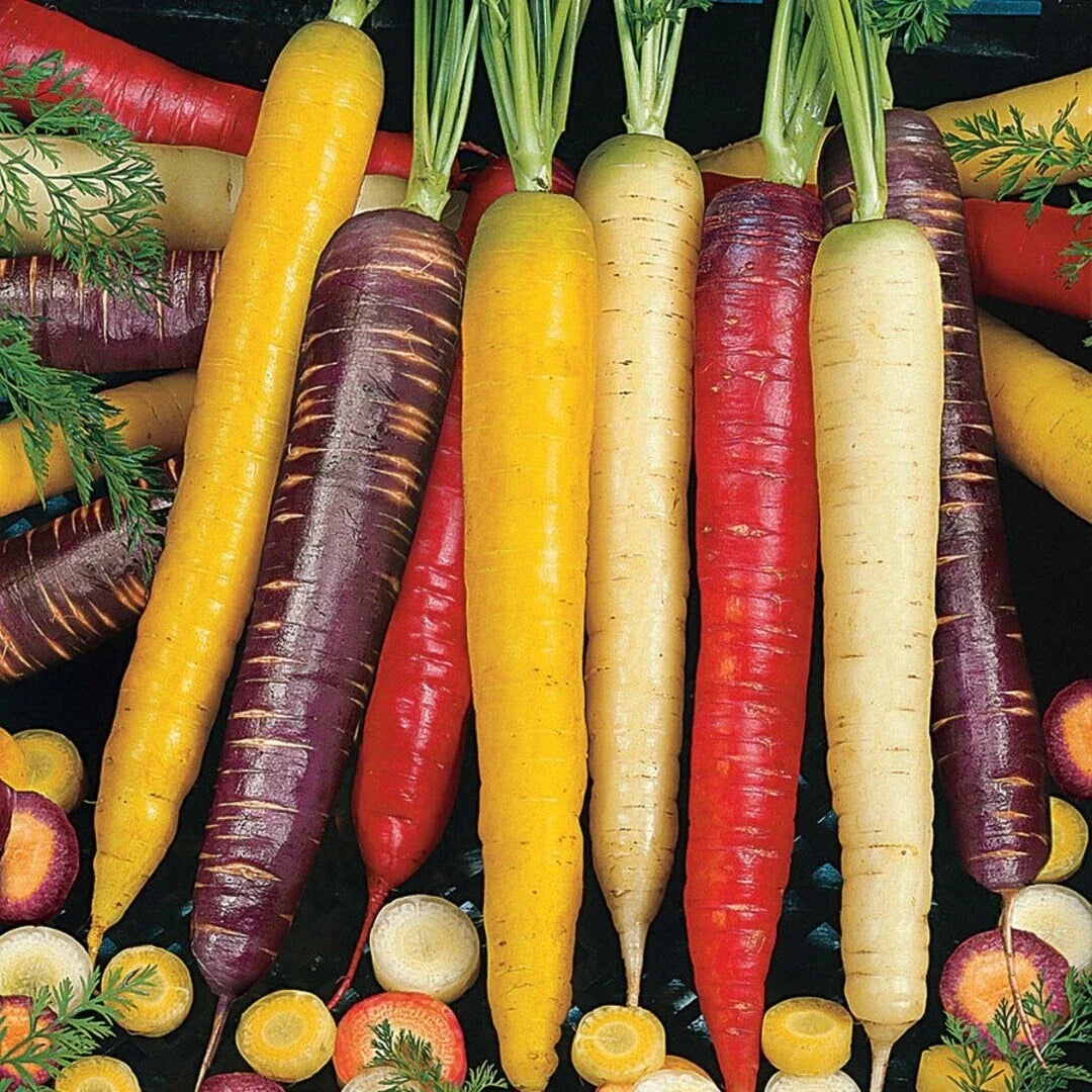 Rainbow Blend Carrot Seeds – Non-GMO Vegetable Seeds, Colorful Daucus carota, 300+ Pack for Garden, Container & Raised Bed Planting
