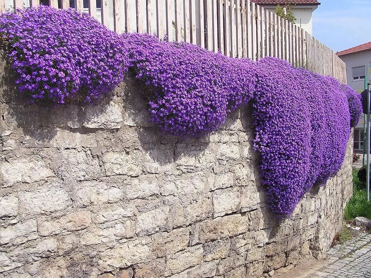 Aubrieta Seeds - 100 Cascade Purple Flower Seeds, Rock Cress, Perennial Ground Cover, Aubrieta deltoidea