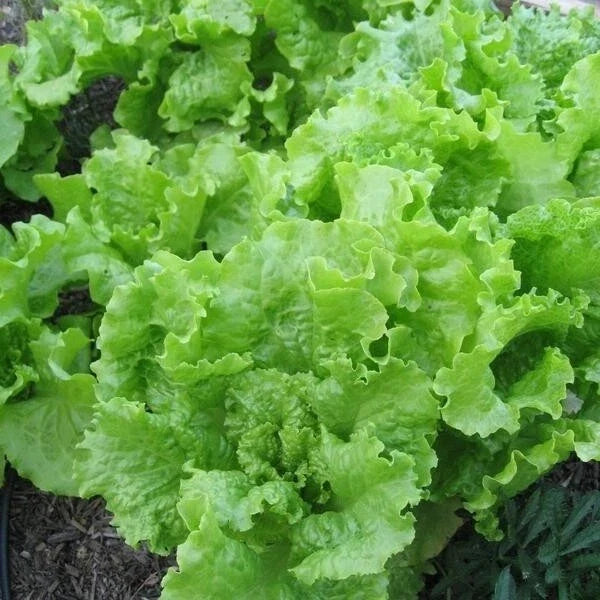 Black Seeded Simpson Lettuce Seeds - Bulk Heirloom Loose Leaf Salad Greens - Lactuca sativa
