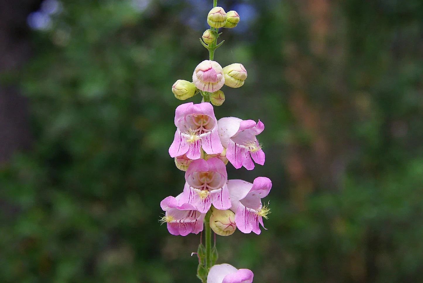 120 Seeds Penstemon Palmer Pink Perennial Flower Seeds GroCo USA
