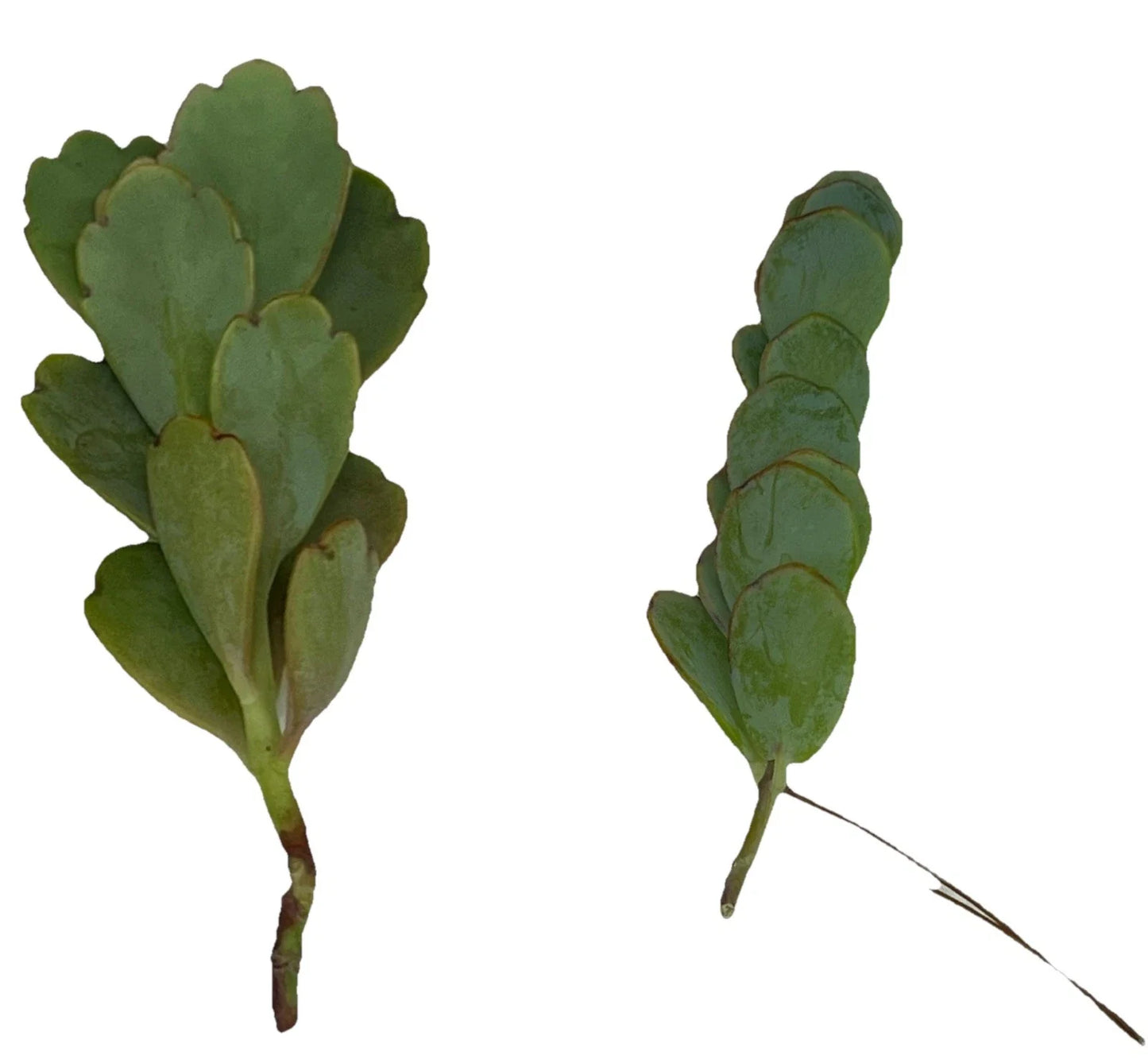 Unrooted Kalanchoe Cuttings 4-6" Marnier's & Lavender Varieties for Propagation Houseplant Succulent Kalanchoe spp.