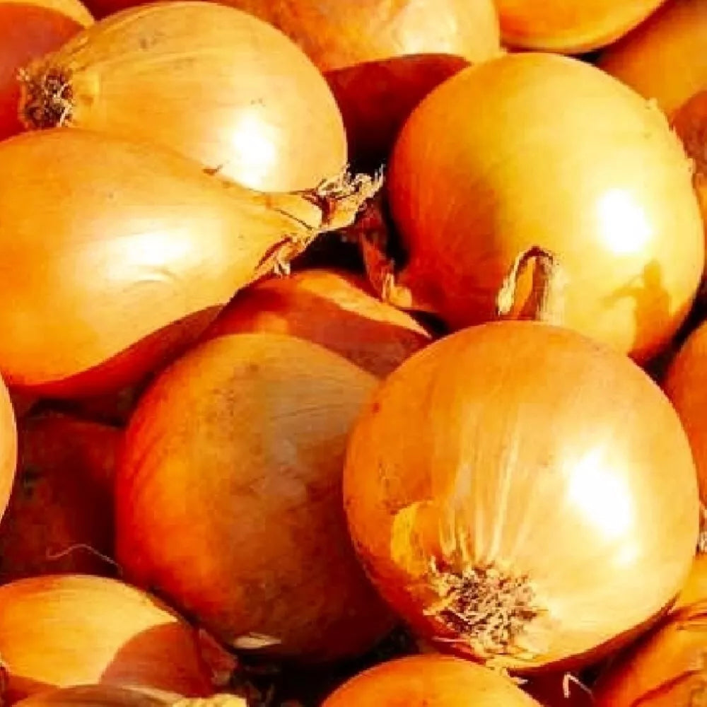 Utah Yellow Sweet Spanish Onion Seeds | Heirloom NON-GMO Vegetable Seeds