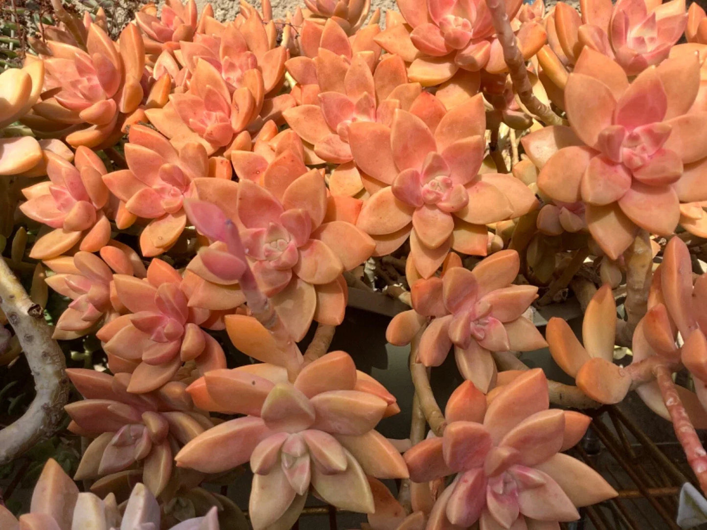 GraptoSedum California Sunset Succulent Cuttings 2-3 Inch Drought-Tolerant Indoor Plant