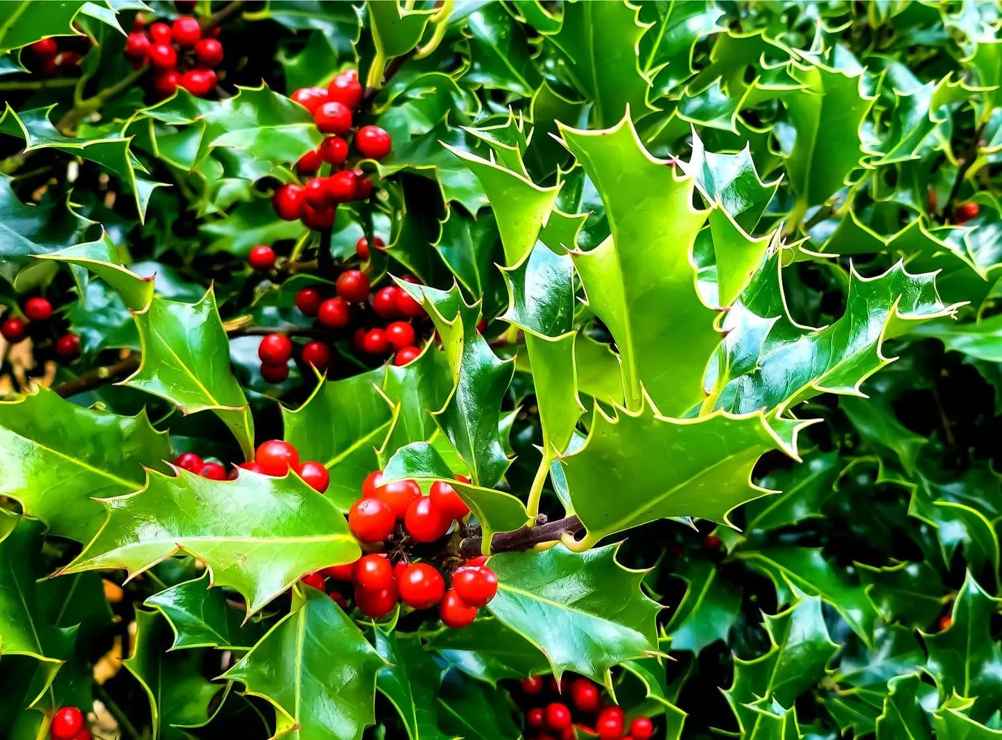 English Holly Seeds for Planting, Ilex aquifolium, Christmas Holly, Garden Seeds, 30 Count