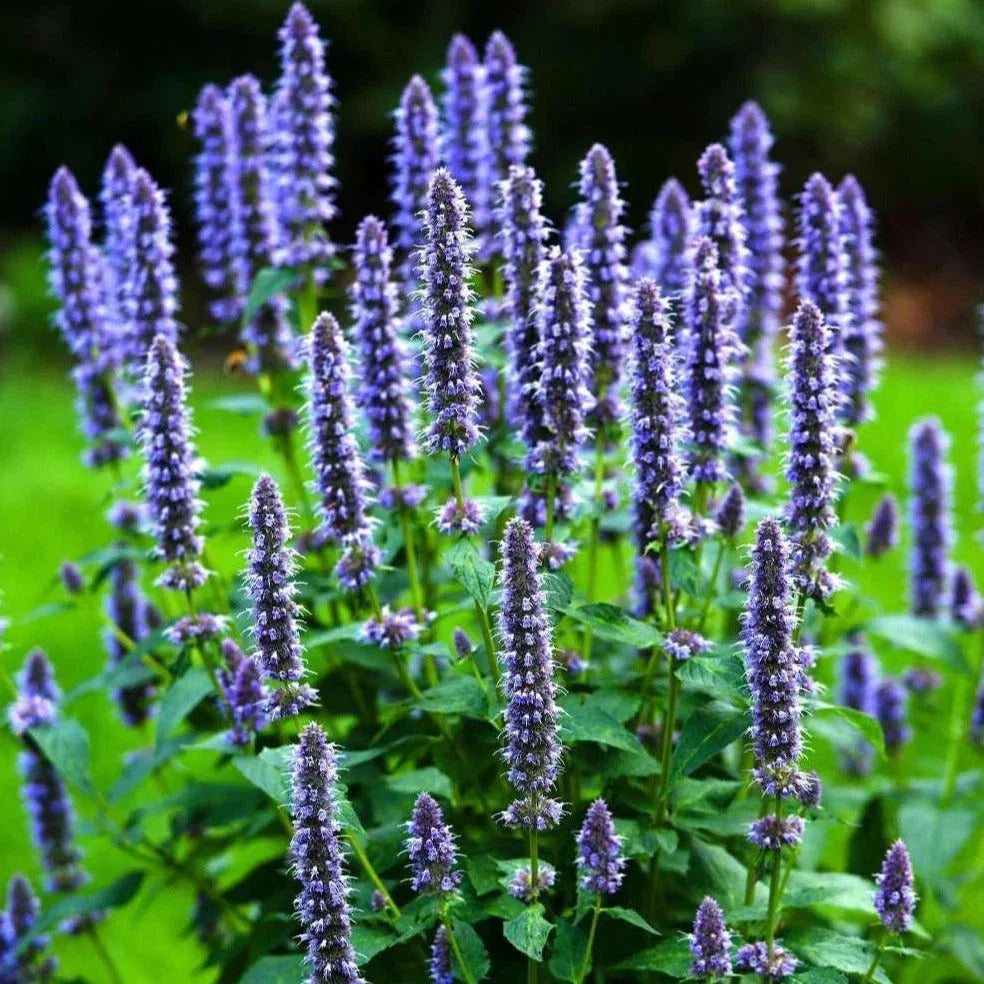 Korean Mint Seeds - 500+ Count, Agastache rugosa, Heirloom Herb for Culinary & Pollinator Gardens