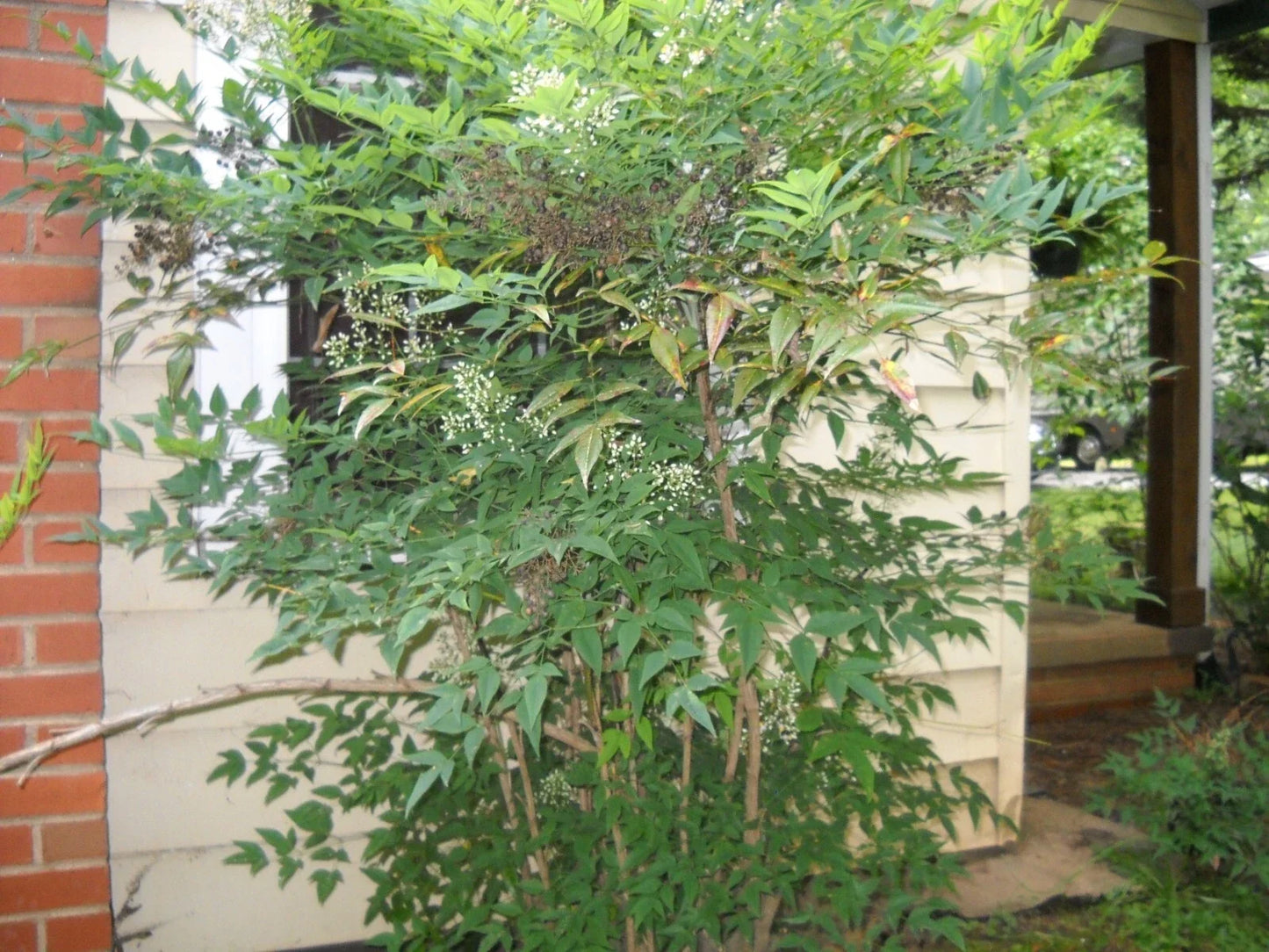 Evergreen Nandina Heavenly Bamboo Shrub - Rooted 1-Gallon Container - Nandina domestica for Garden, Landscape & Privacy Screening