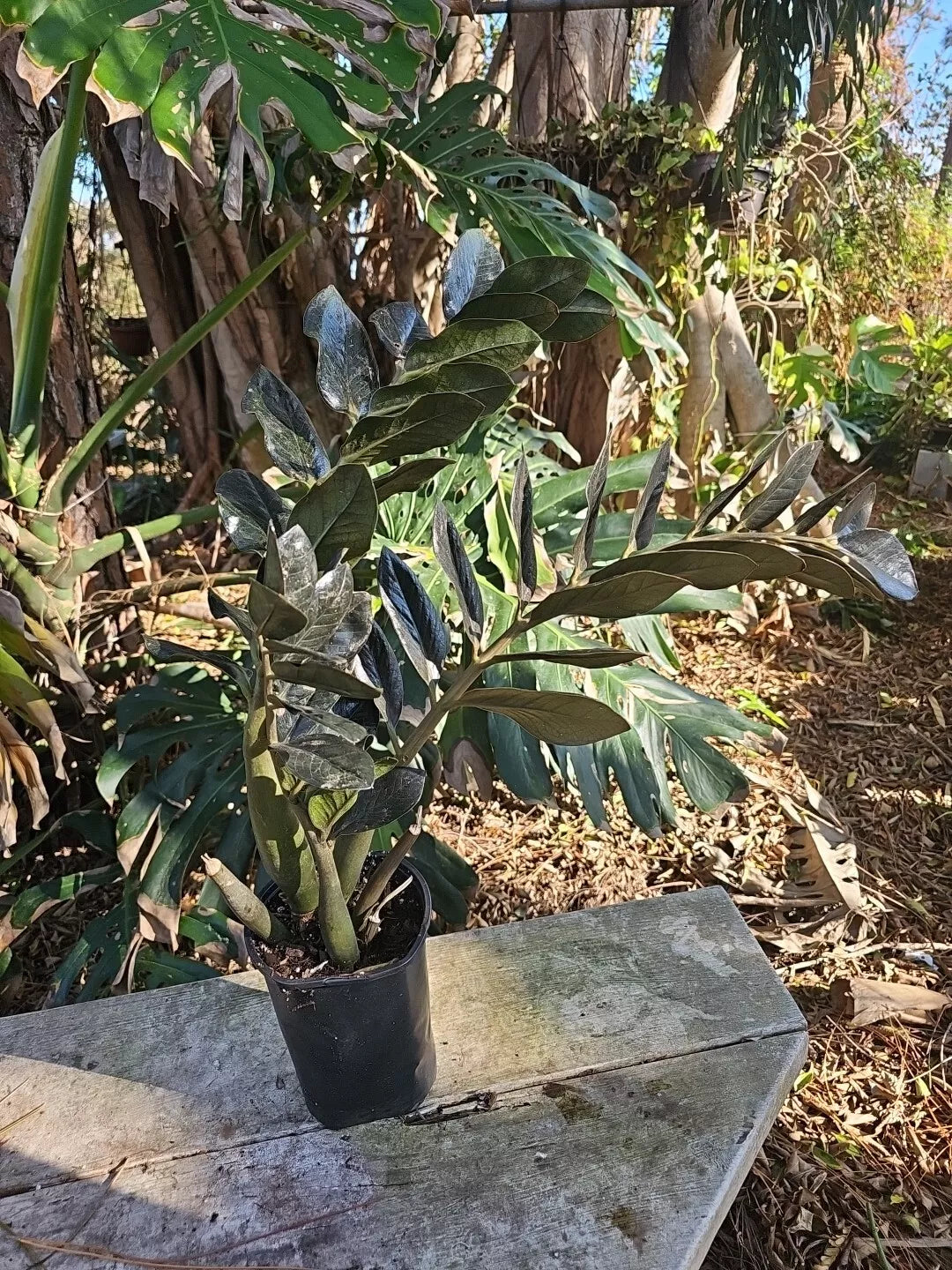 XXL Black Raven ZZ Plant Zamiifolia - 31" Tall, Fully Rooted in 6" Pot