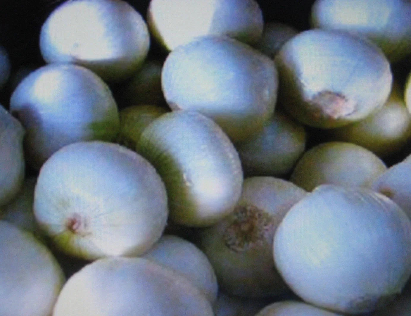 White Sweet Spanish Onion Seeds - 100 Seeds - Allium cepa - Sweet Flavor