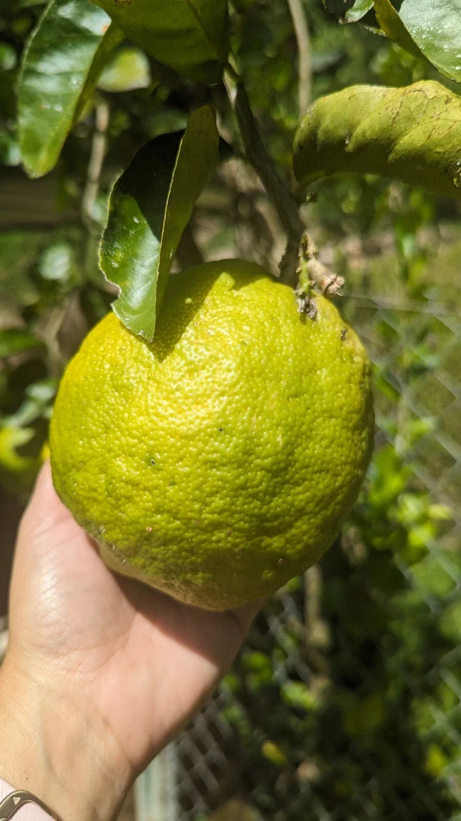Ponderosa Lemon Cutting for Crafts - Giant Citrus limon Fruit, Vibrant Yellow, Durable