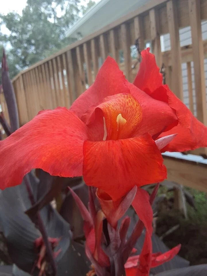 Canna Lily Bulbs 2 Pack - Red Velvet Exotic Flowering Plant - Canna indica
