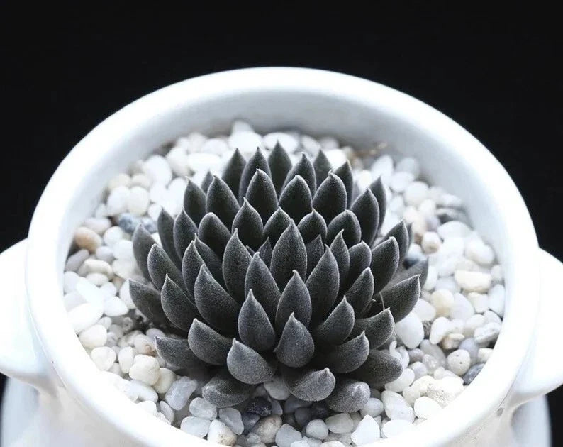 Rare Succulent Seeds Pack - Sinocrassula Yunnanensis - Drought-Resistant, Compact Rosette Plant, Indoor & Outdoor Gardening