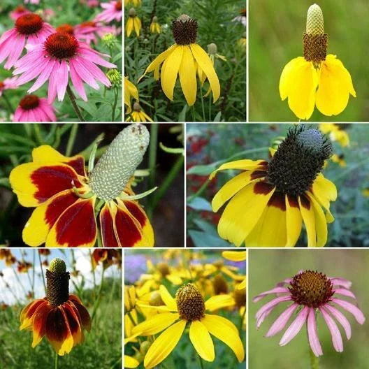 Coneflower Seed Mix - Perennial Echinacea spp. - 1500+ Seeds - Butterfly & Pollinator Attracting Garden Seeds