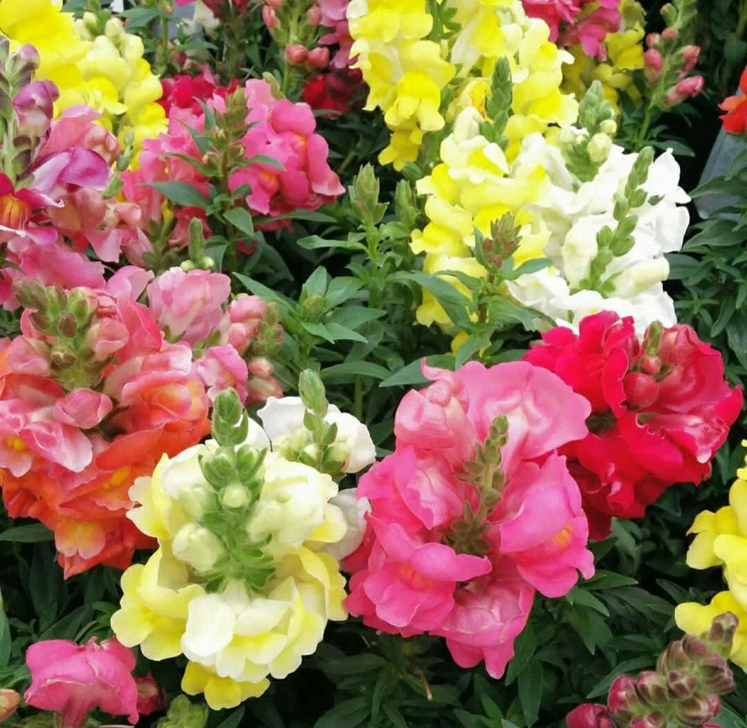 Snapdragon Seeds - Maximum Mix 100 Pack - Vibrant Antirrhinum majus Flowers for Garden and Landscape